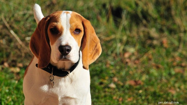 Explore Top Hound Dog Breeds: Traits, Care, and Hunting Heritage