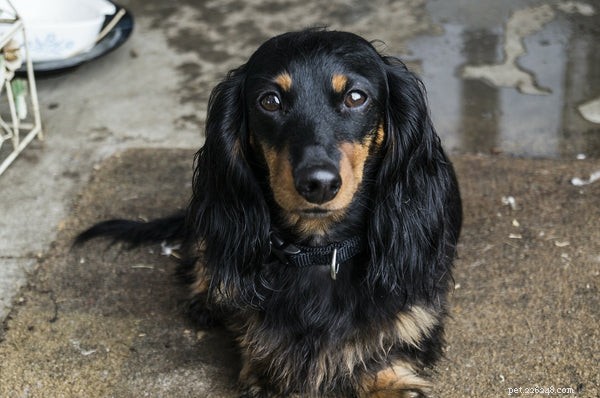 Explore Top Hound Dog Breeds: Traits, Care, and Hunting Heritage