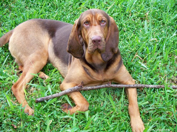 Explore Top Hound Dog Breeds: Traits, Care, and Hunting Heritage