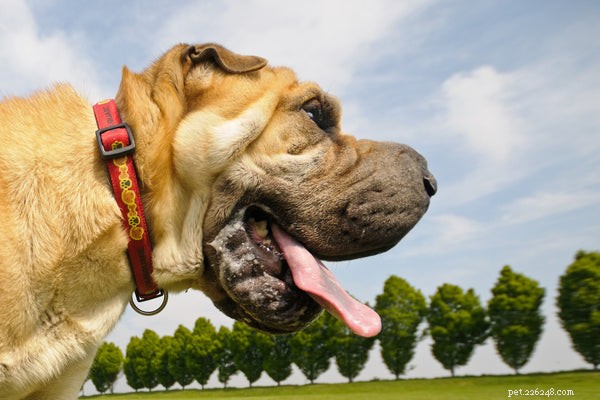 Recognizing Rabies Symptoms in Dogs: A Guide for Owners