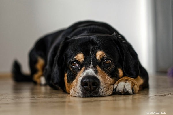 Recognizing Rabies Symptoms in Dogs: A Guide for Owners