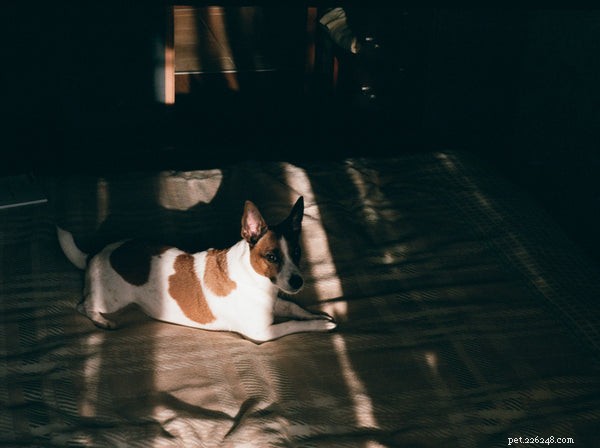 Understanding Basenji Temperament: Key Traits Every Owner Should Know