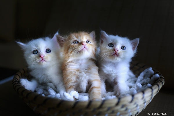 Top Cat Breeds for Families with Children