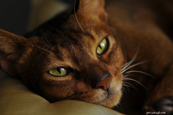 Top Cat Breeds for Families with Children
