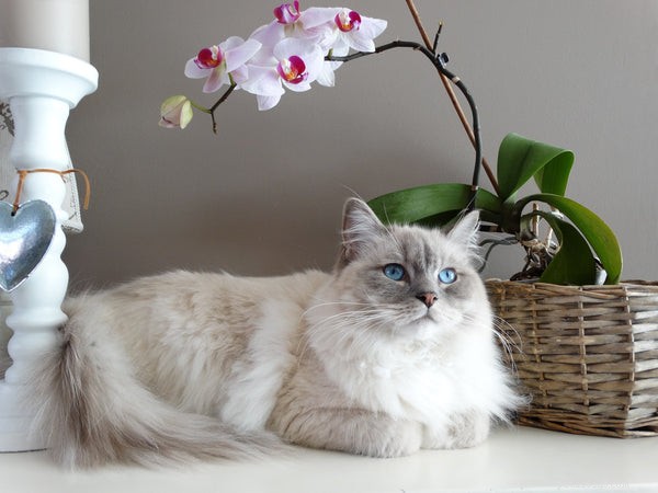 Top Cat Breeds for Families with Children