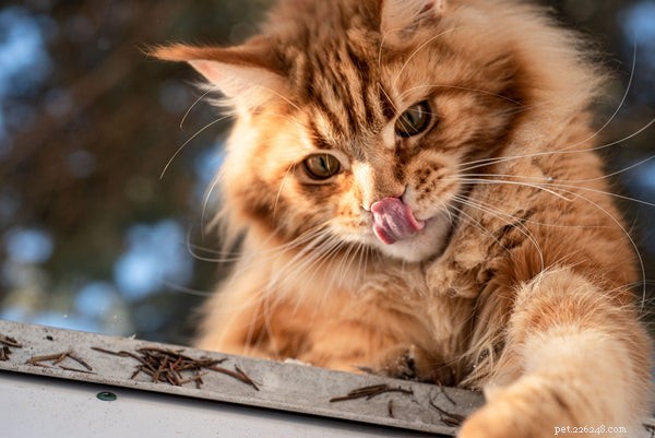 Top Cat Breeds for Families with Children