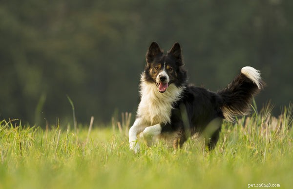 Border Collie Adoption Guide: Essential Tips Before Bringing Home Your New Companion