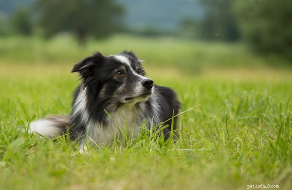 Border Collie Adoption Guide: Essential Tips Before Bringing Home Your New Companion