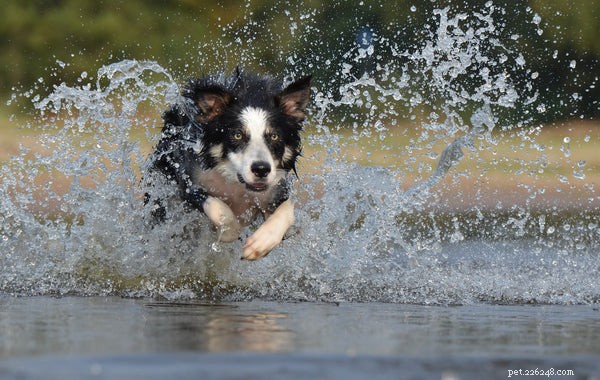 Border Collie Adoption Guide: Essential Tips Before Bringing Home Your New Companion