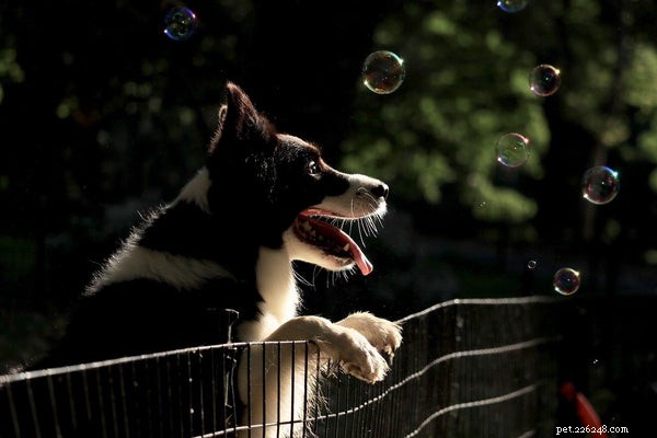 Border Collie Adoption Guide: Essential Tips Before Bringing Home Your New Companion