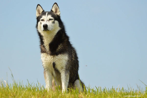 Maximize Your Husky s Longevity: Expert Care Tips for a Healthy, Long Life