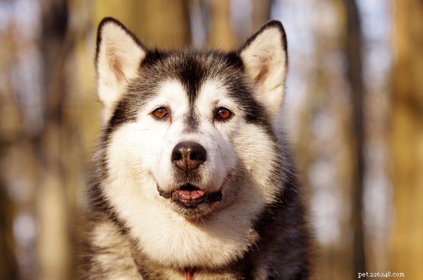 Maximize Your Husky s Longevity: Expert Care Tips for a Healthy, Long Life