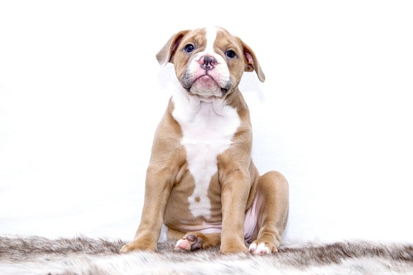 Dog Allergy Testing: A Complete Guide to Accurate Diagnosis and Relief