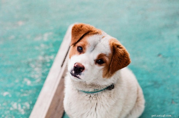 Dog Allergy Testing: A Complete Guide to Accurate Diagnosis and Relief