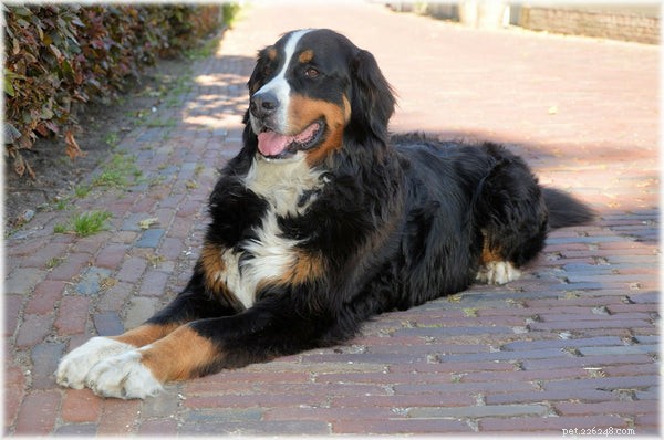 Dog Allergy Testing: A Complete Guide to Accurate Diagnosis and Relief