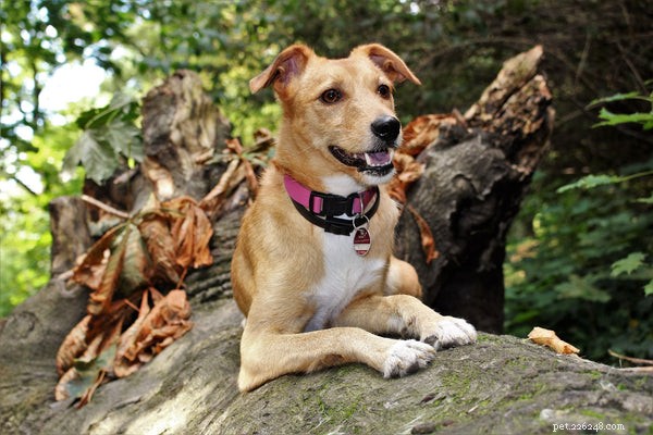 Master Puppy Leash Training: Proven Steps for Smooth Walks