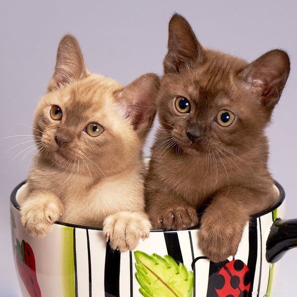 The Burmese Cat: A Guide to Their Unique Personality Traits