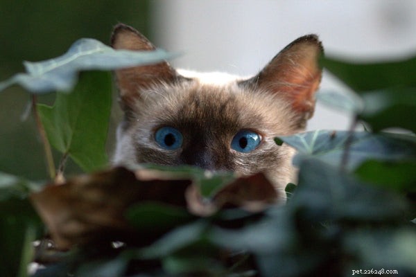 The Burmese Cat: A Guide to Their Unique Personality Traits