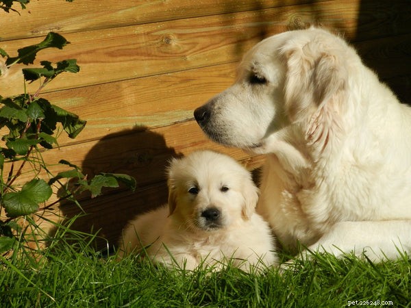 Top Family Dog Breeds: Find the Perfect Match for Your Lifestyle