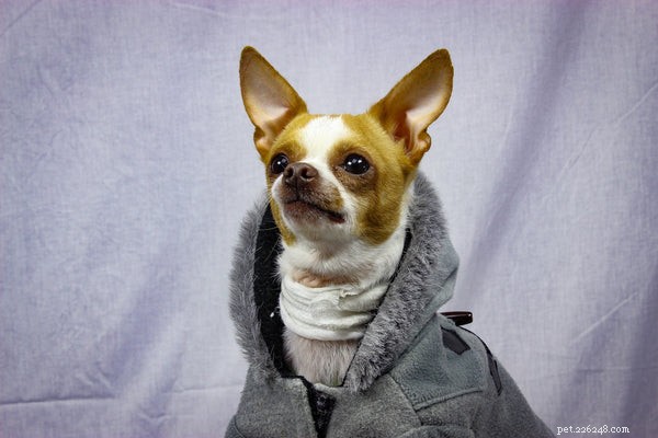 Top Family Dog Breeds: Find the Perfect Match for Your Lifestyle