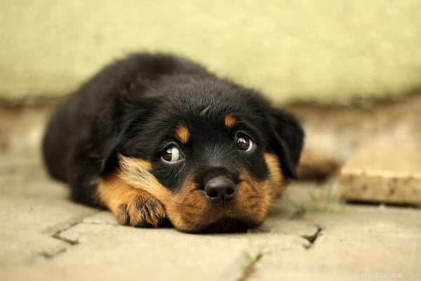 Top Family Dog Breeds: Find the Perfect Match for Your Lifestyle