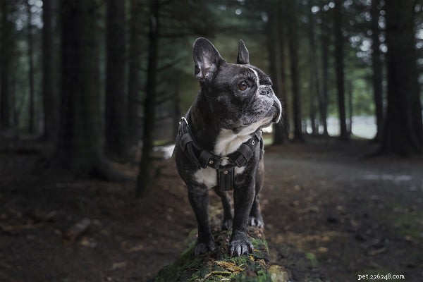 Top Family Dog Breeds: Find the Perfect Match for Your Lifestyle
