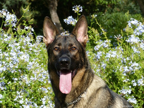 Top Family Dog Breeds: Find the Perfect Match for Your Lifestyle