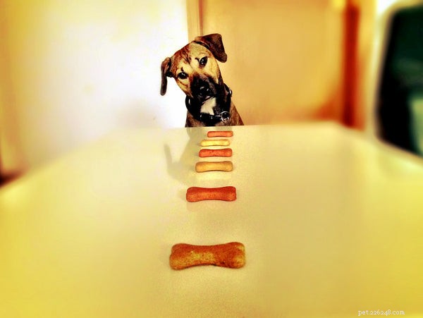 Healthy Dog Treats: Expert‑Chosen Options for Your Pup’s Well‑Being