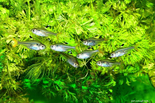 Essential Guide to Caring for Neon Tetra Fish