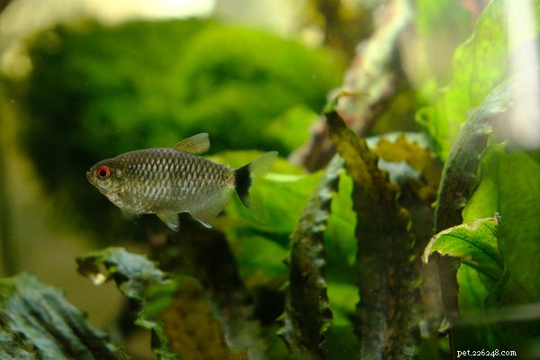 Essential Guide to Caring for Neon Tetra Fish