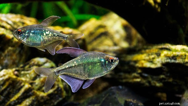 Essential Guide to Caring for Neon Tetra Fish