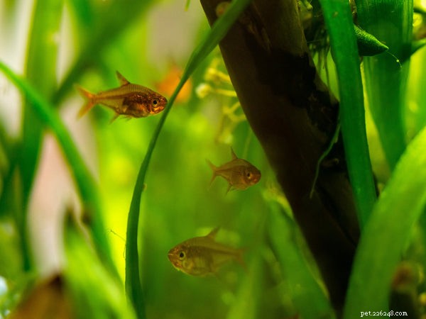 Essential Guide to Caring for Neon Tetra Fish