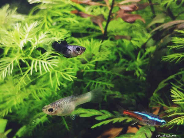 Essential Guide to Caring for Neon Tetra Fish