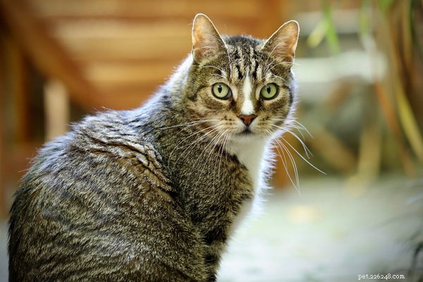 Explore Popular and Rare Cat Breeds: Traits, Personality, and Care