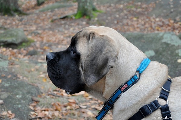 The Largest Dog Breeds Worldwide: Size, Temperament, and Care