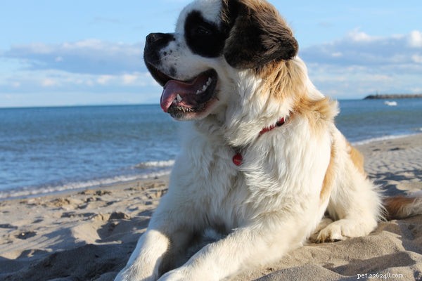 The Largest Dog Breeds Worldwide: Size, Temperament, and Care