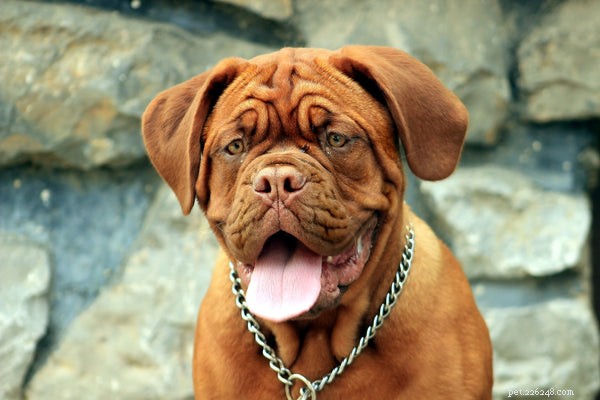 The Largest Dog Breeds Worldwide: Size, Temperament, and Care