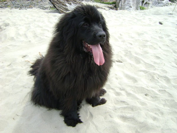 The Largest Dog Breeds Worldwide: Size, Temperament, and Care