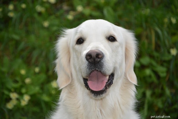 Wild Alaskan Salmon Oil for Dogs: Key Benefits & How to Choose the Right Supplement