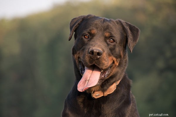 Wild Alaskan Salmon Oil for Dogs: Key Benefits & How to Choose the Right Supplement
