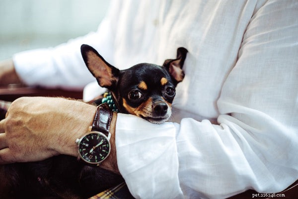 Chihuahua Adoption Guide: Essential Facts for Prospective Owners