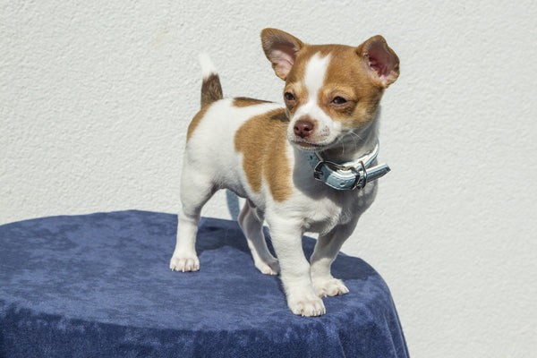 Chihuahua Adoption Guide: Essential Facts for Prospective Owners