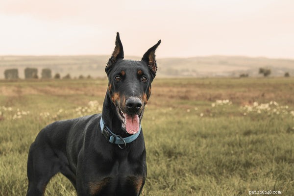 Top Family-Friendly Guard Dogs: Loyal Protection & Loving Companions