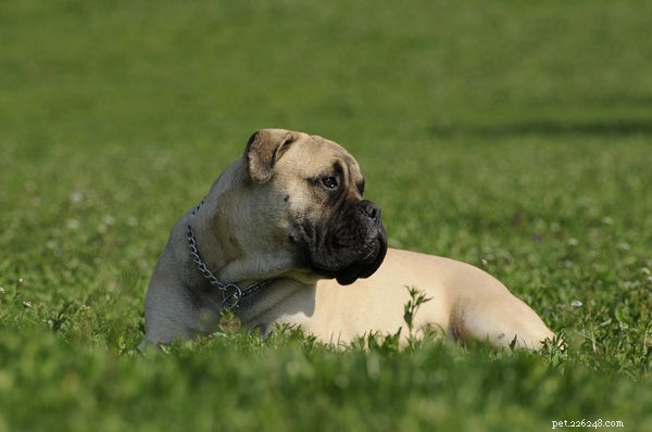 Top Family-Friendly Guard Dogs: Loyal Protection & Loving Companions