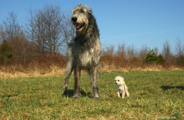 Hound Dog Breeds Explained: A Comprehensive Guide to Their Hunting Heritage and Selection