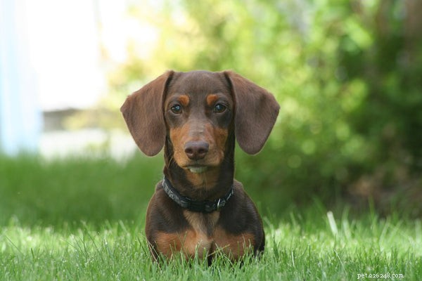 Hound Dog Breeds Explained: A Comprehensive Guide to Their Hunting Heritage and Selection