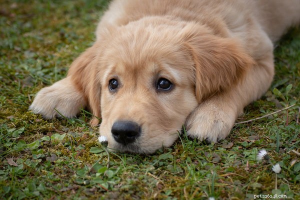 Canine Distemper: Symptoms, Prevention, and Essential Vaccination Advice