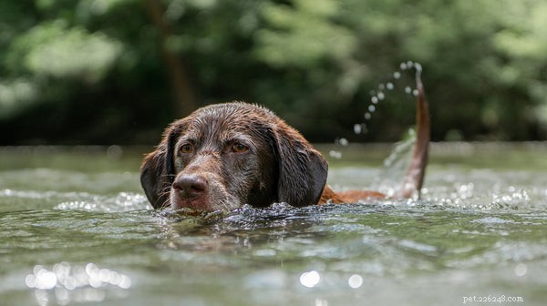 Canine Distemper: Symptoms, Prevention, and Essential Vaccination Advice