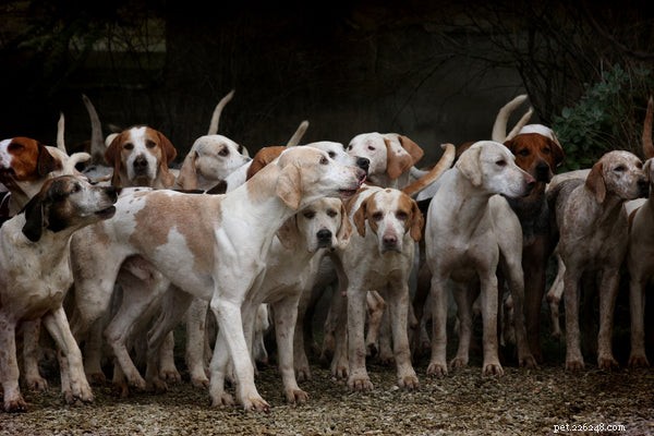 Canine Distemper: Symptoms, Prevention, and Essential Vaccination Advice