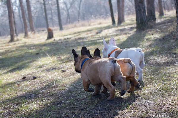 Understanding Dog Scooting: Causes, Symptoms, and How to Help
